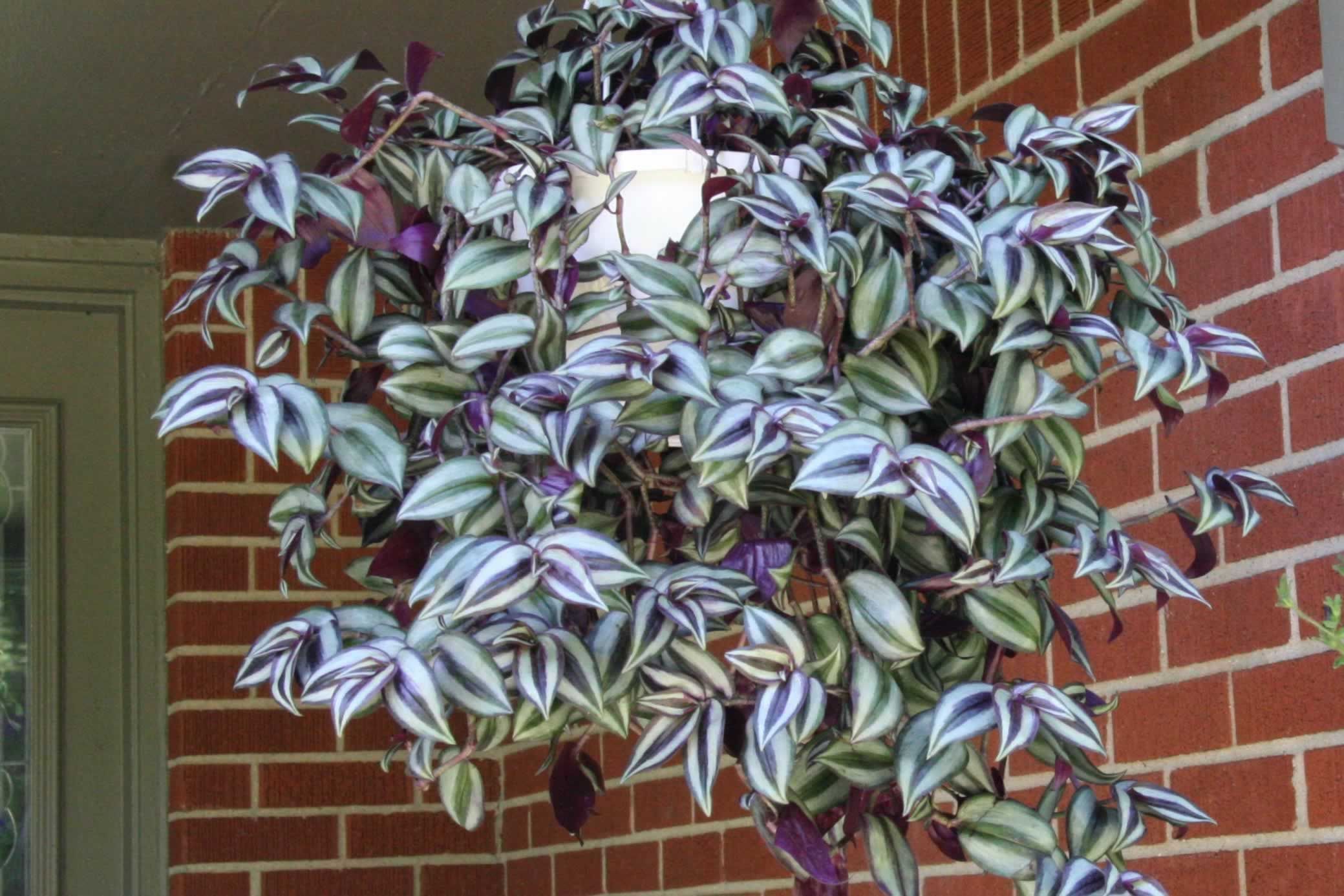 Tradescantia zebrina 'Wandering Jew' - this plant grows well indoors or out, and doesn't mind a bit of direct sunlight. #wanderingjewplant Tradescantia zebrina 'Wandering Jew' - this plant grows well indoors or out, and doesn't mind a bit of direct sunlight. #wanderingjewplant Tradescantia zebrina 'Wandering Jew' - this plant grows well indoors or out, and doesn't mind a bit of direct sunlight. #wanderingjewplant Tradescantia zebrina 'Wandering Jew' - this plant grows well indoors or out, and do #wanderingjewplant