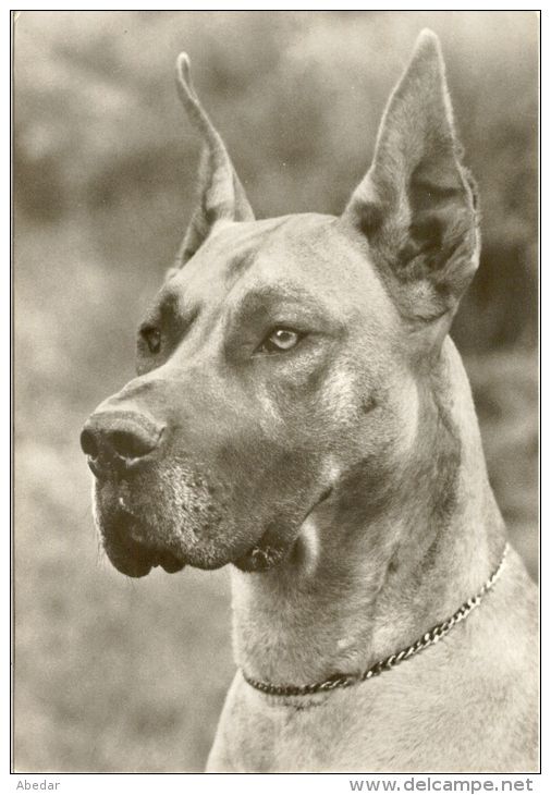 Great Dane Grand Danois Dogge Hunde Cane Old Dog Postcard Cpa