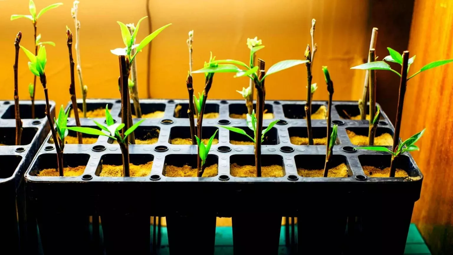 WHAT TREES CAN BE GROWN FROM CUTTINGS? 20 FRUIT TREES TO GROW FROM CUTTINGS – Slick Garden Growing Fruit, Growing Tree, Clay Soil Plants, Dwarf Fruit Trees, Growing Indoors, Green Garden, Cuttings, Propagation, Gardens