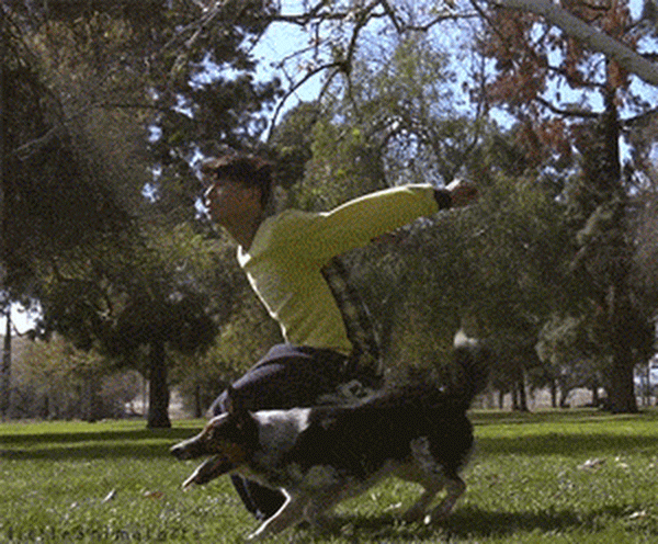 Flying pug-dog