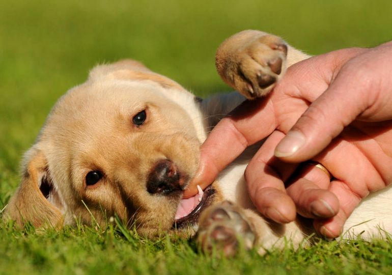When Do Puppies Stop Biting And How To Cope With A