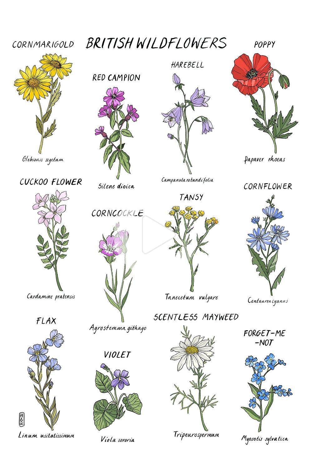 Pin On Botanical Illustration pin-on-botanical-illustration