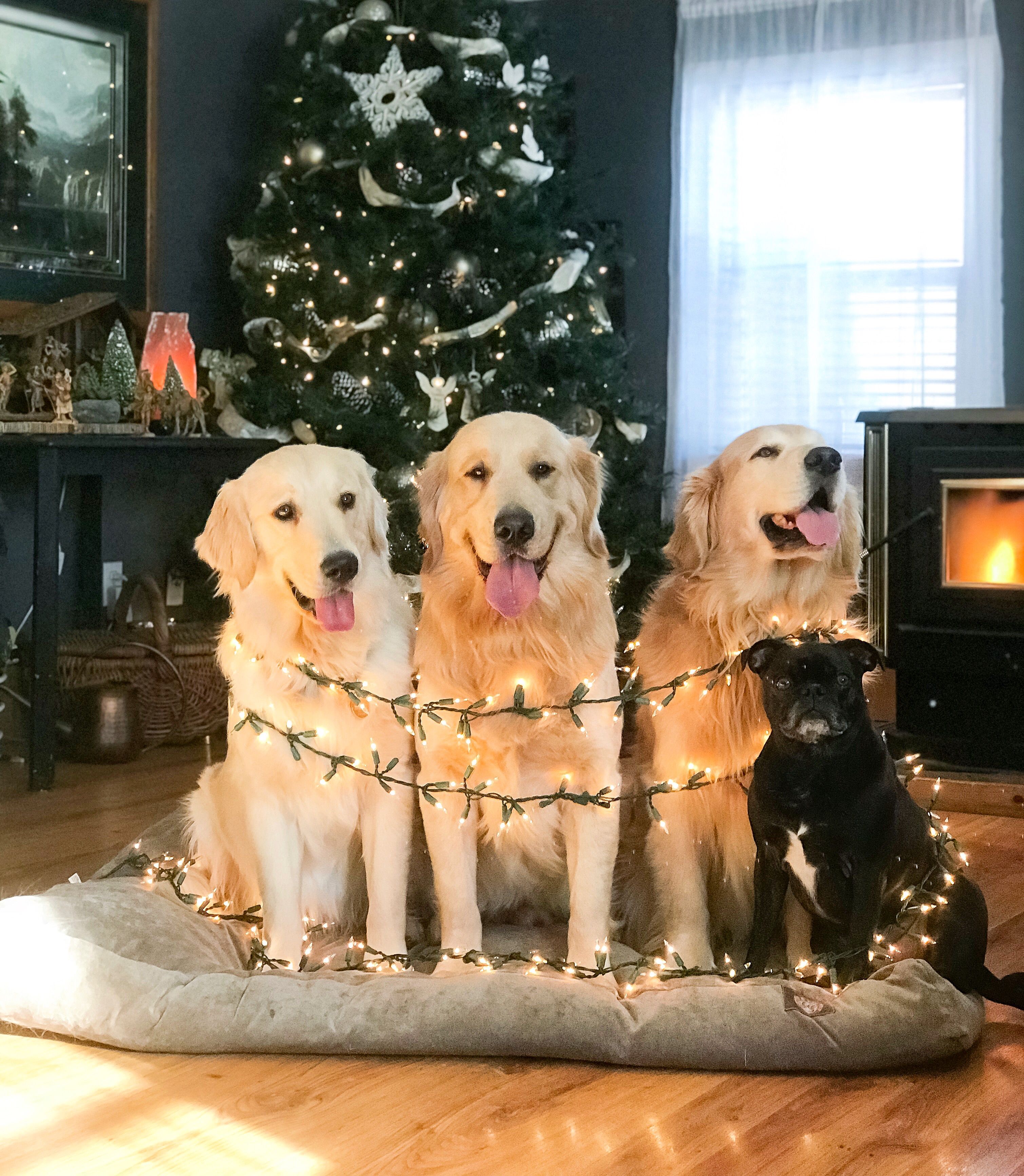Beautiful Christmas Dogs Golden Retriever Dog Photography Cute Puppy Breeds Dogs Golden Retriever