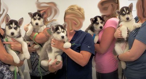 Elgin Il Siberian Husky Meet Colada A Pet For Adoption