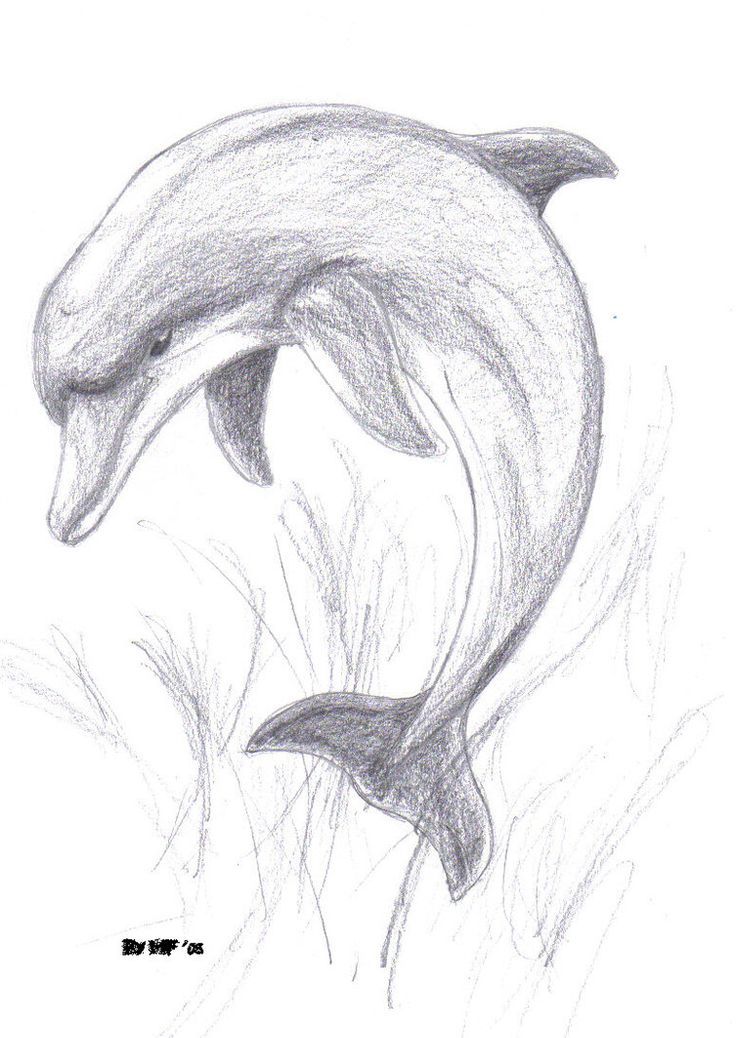 pix Simple Pencil Drawing Images Animals pinterest