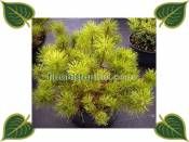 pinus mugo mughus sg9 http www fidanistanbul com urun 1152 pinus mugo mughus sg9 html bi tki peyzaj bahce tasarimi