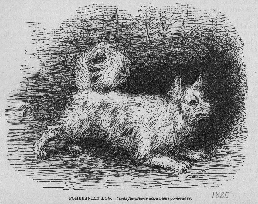 Pomeranian Origin. Pomeranian Dog History. Pom parents