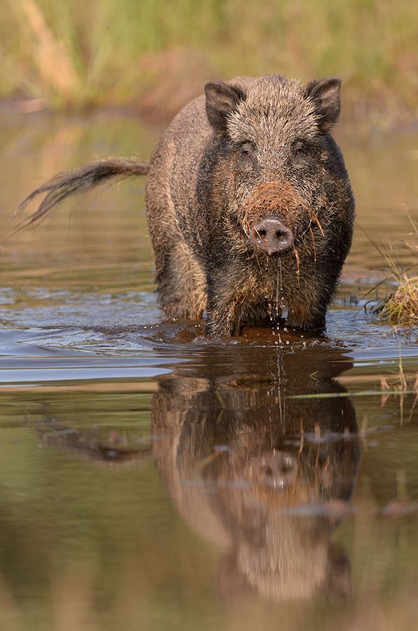 Pin Van Wil Op Venison Wilde Zwijnen Wilde Dieren Bosdieren Pin Van Wil Op Venison Wilde Zwijnen Wilde Dieren Bosdieren