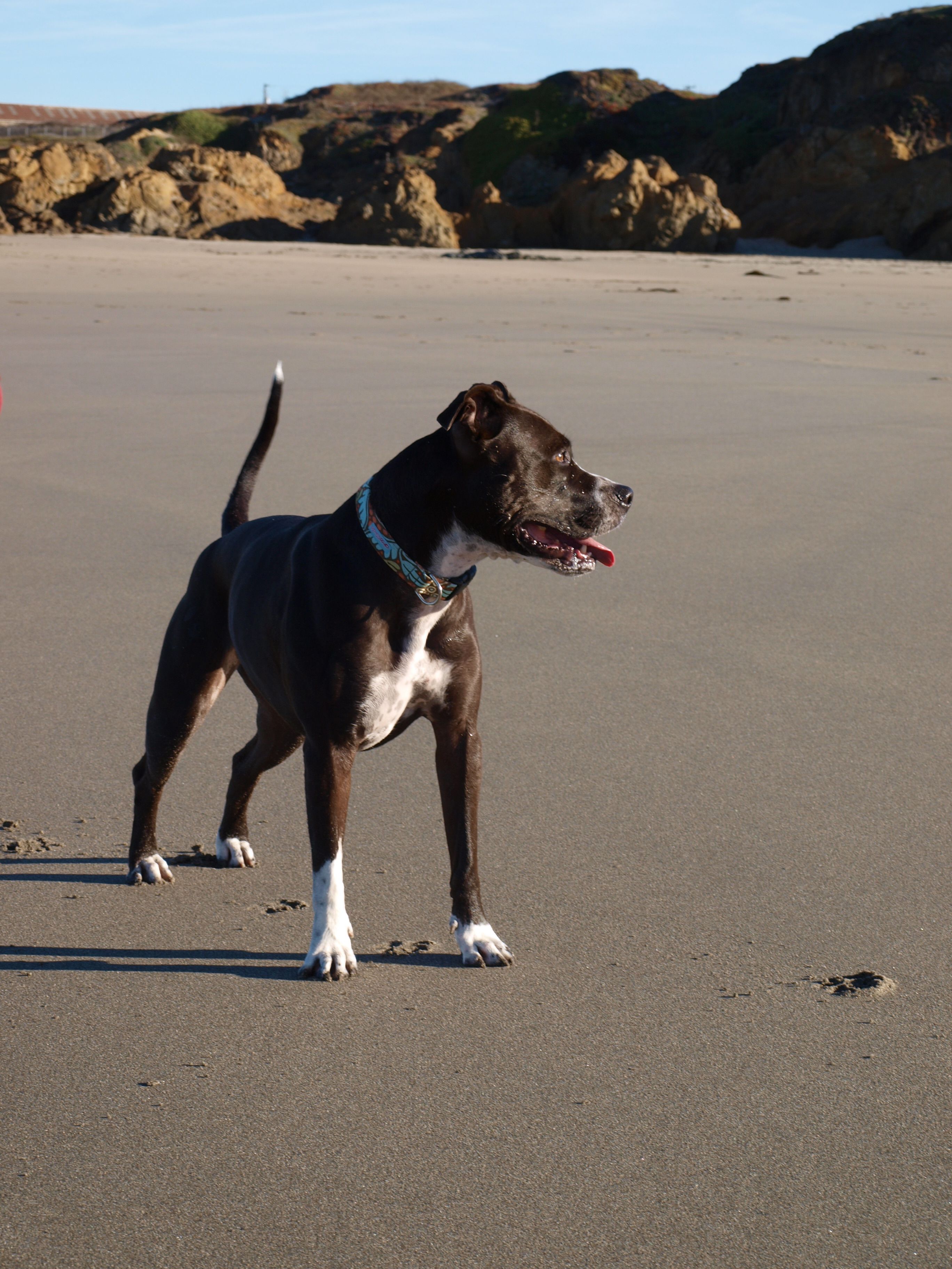 Lovin the beach Boston terrier, Terrier, Dogs Lovin the beach Boston terrier, Terrier, Dogs