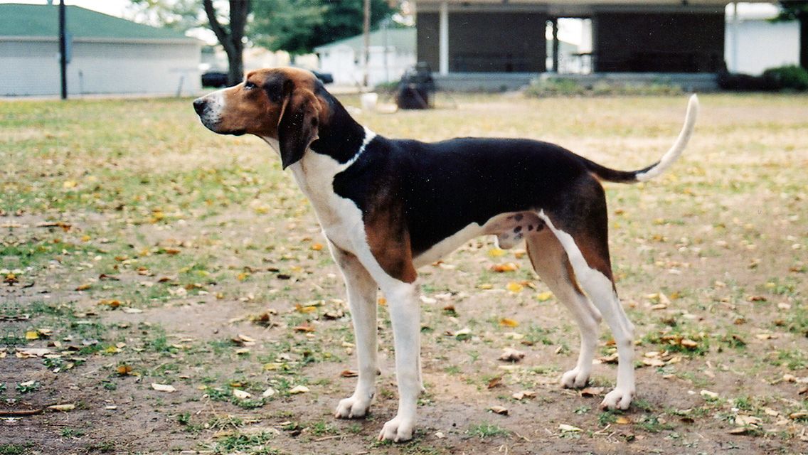 treeing walker Gallery Treeing walker coonhound, Walker coonhound