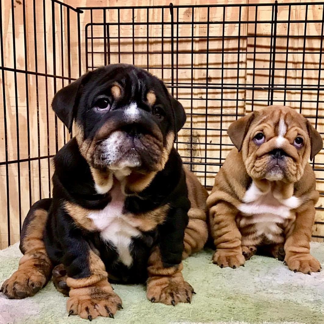 Bulldogs By Barb Hull English Bulldog Puppies Bulldog Puppies