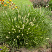 'Little Bunny' - Miniature Fountain Grass - Pennisetum alopecuroides