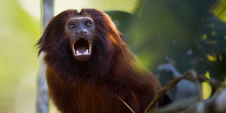 Environment Nz Herald News Monkey See Monkey Do Endangered Golden Lion Tamarin Environment Nz Herald News Monkey See Monkey Do Endangered Golden Lion Tamarin