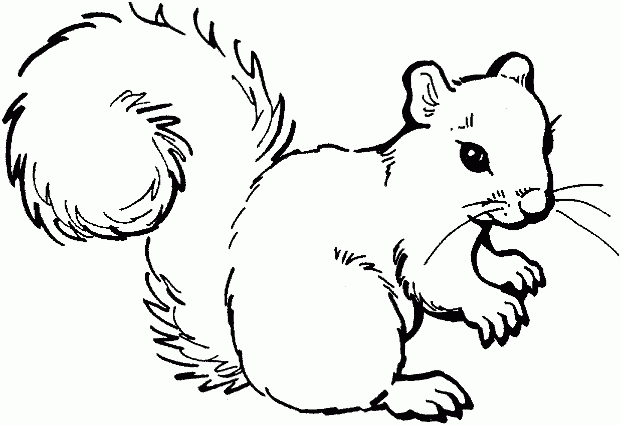 11 Ideas De Ardillas Ardillas Dibujos Dibujo De Ardilla