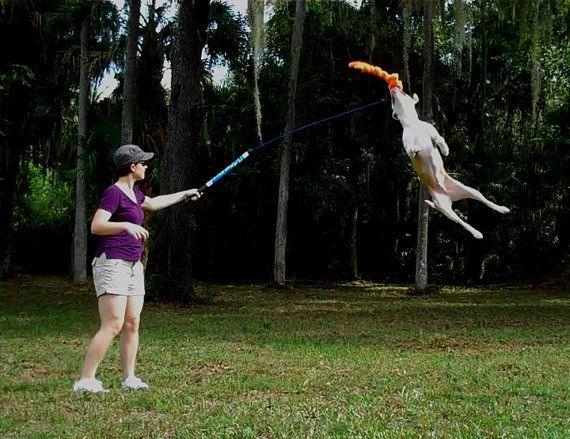 Flirt Pole Dog Exercise Toy For Pit Bulls Or By Squishyfacestudio