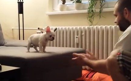 Daily Cute Rocky The French Bulldog Jumps Into His Owner S Arms