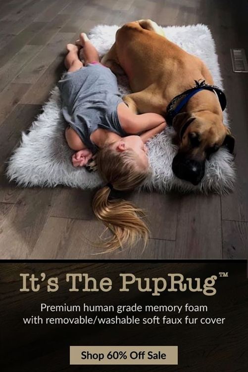 Dog Training Dc Dog Training Schedule Dog Training 32092 Best