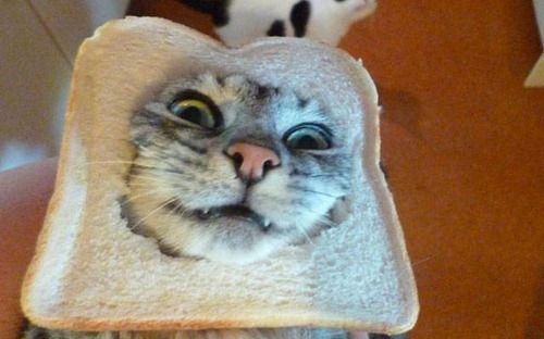 Cat Breading Cat Bread Cats Kitten Pictures