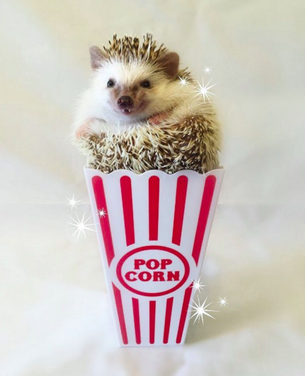 A Hedgehogs Daydream