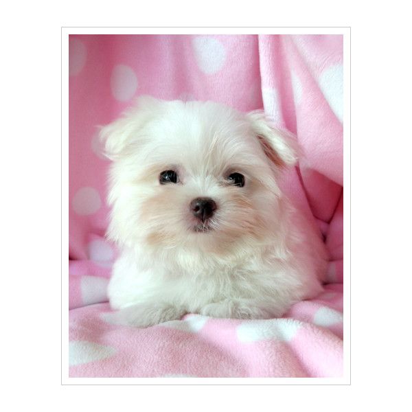 Teacup Maltese For Sale At Teacups Puppies South Florida Liked