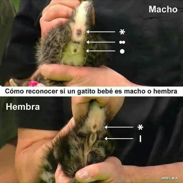 Pin De Monica James En Gatitos Cuidar Animales Hembras Curiosidades Animales