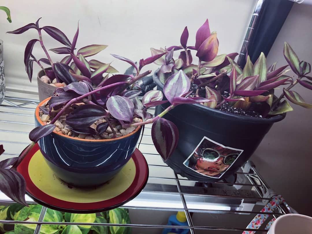Houseplant with green and white striped leaves