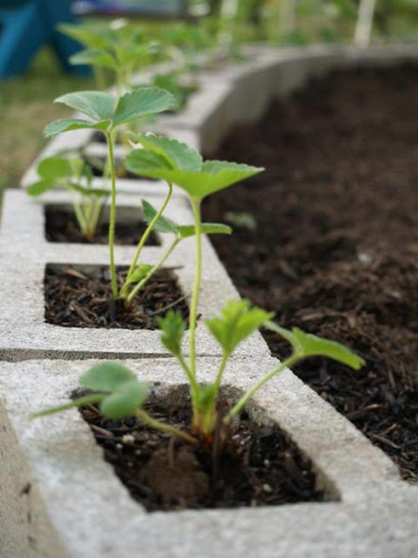 10 Fabulous Ideas for Your Home Décor Made from Concrete Blocks Do-It-Yourself Ideas Home & décor Garden Yard Ideas, Lawn And Garden, Garden Projects, Backyard Garden, Garden Landscaping, Raised Garden, Herb Garden, Garden Pests, Diy Garden