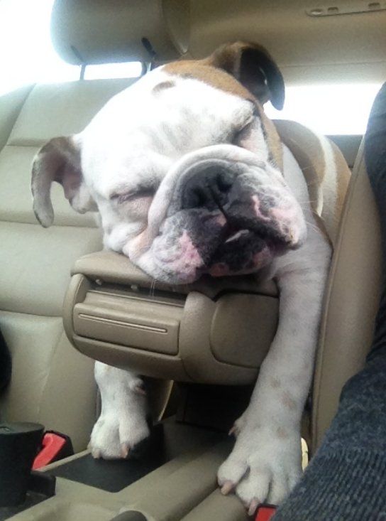 Pin On Must Love Dogs