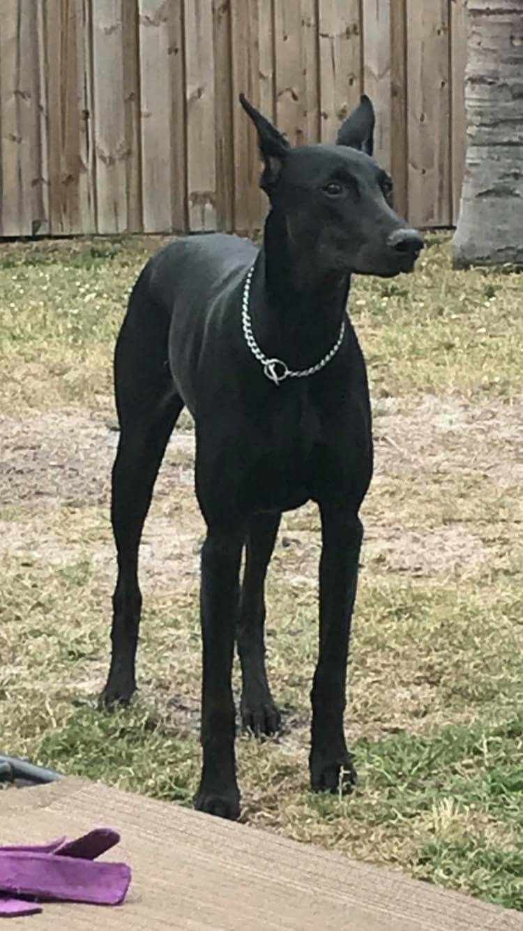 European All Black Doberman Bleumoonproductions