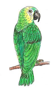 Art class ideas: Parrots | Parrots art, Bird art, Bird drawings