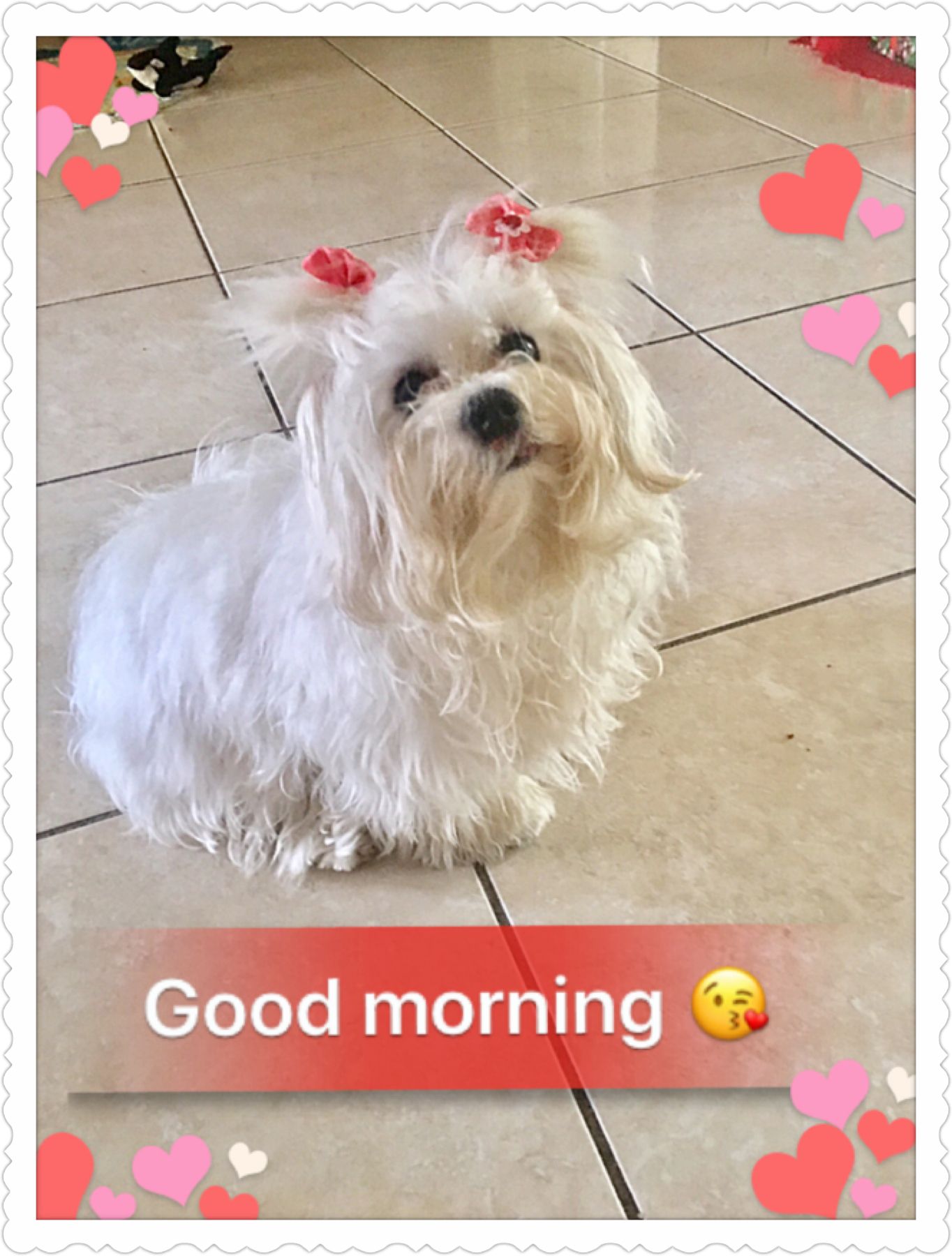 Sasha Maltese Toy Image By Sasha Maltese Toy Teacup Puppies Maltese