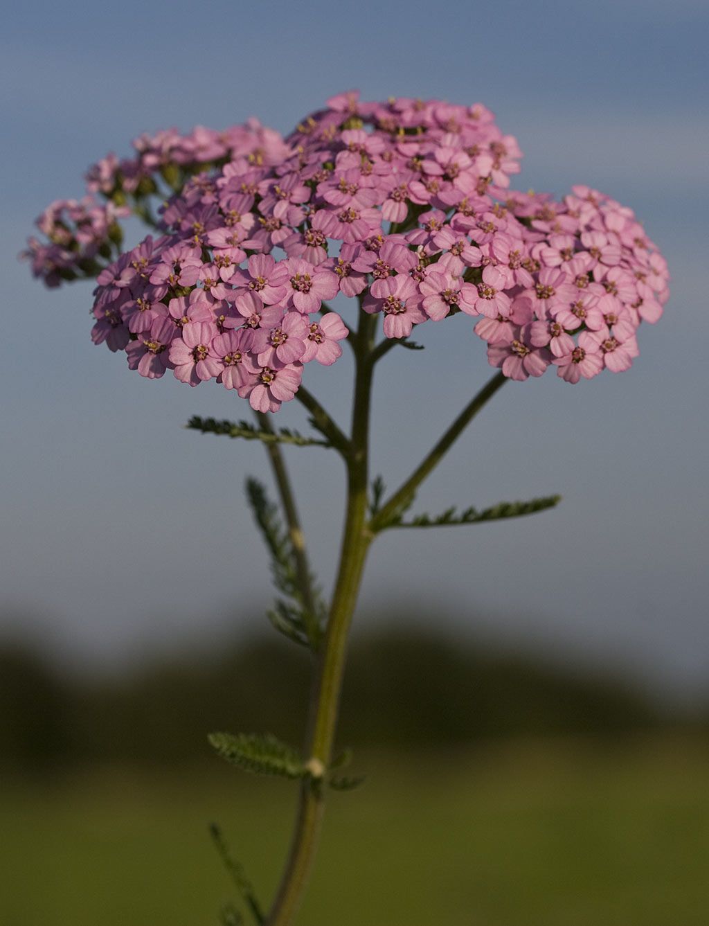 Achillea millefolium Achillea Millefolium, Dandelion, Flora, Dandelions, Plants, Taraxacum Officinale