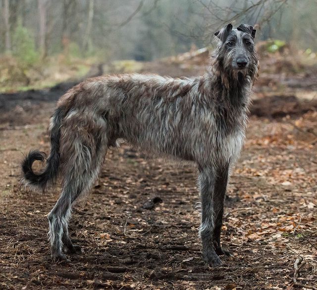 Pictures Of Irish Wolfhounds Dogs Pictures Of Irish Wolfhounds Dogs
