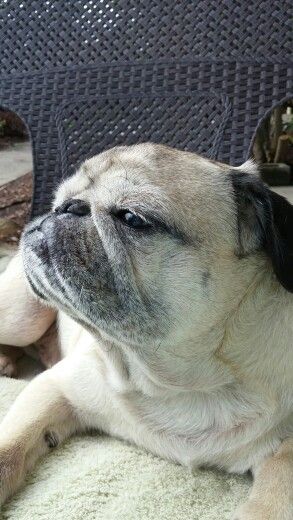 Sitting On The Front Porch Pugs