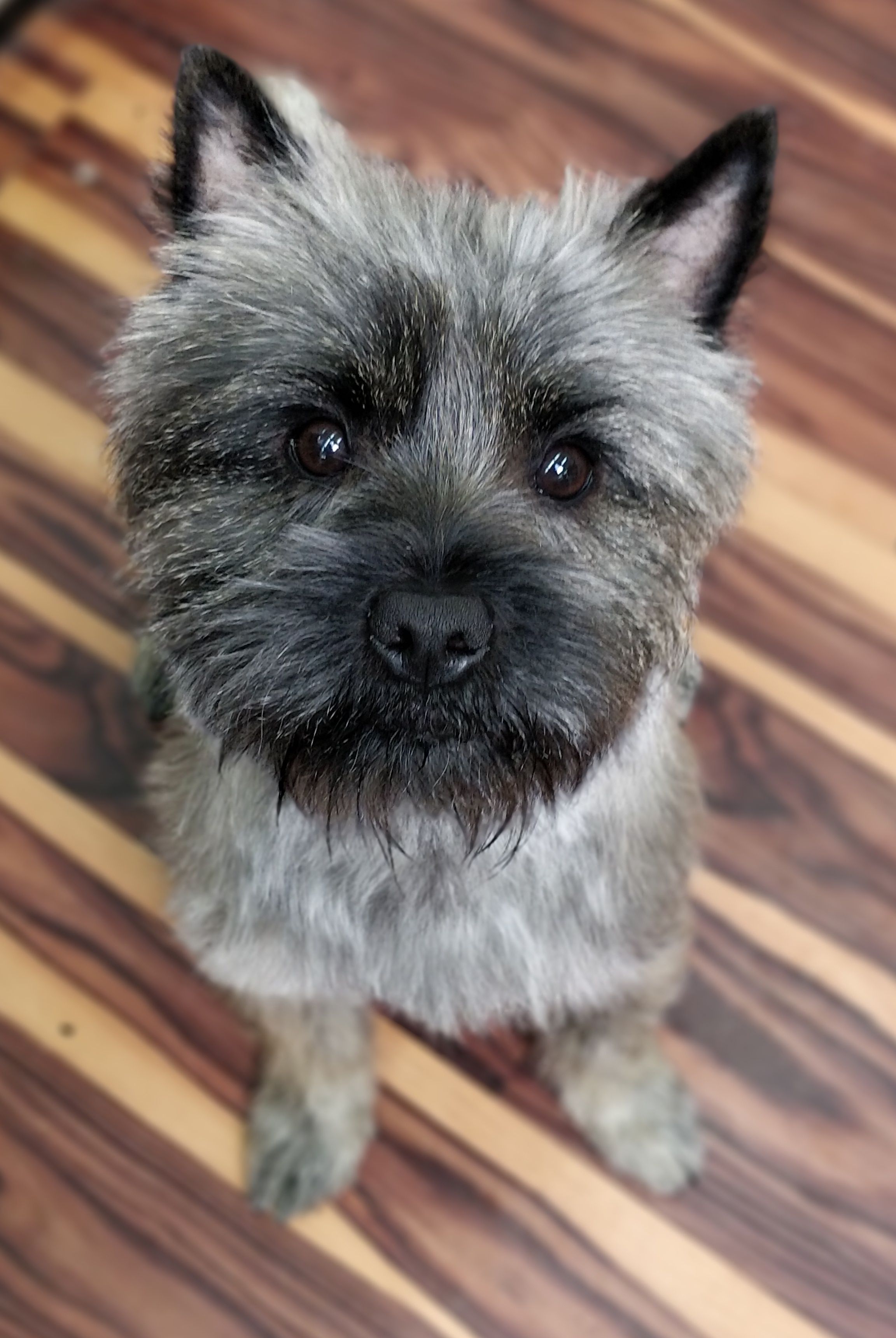 Cairn Terrier Grooming By Melissa Rover S Return Dog Grooming