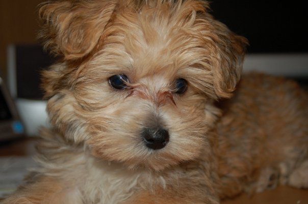 Yorkishon Puppy Morkie Puppies Morkie