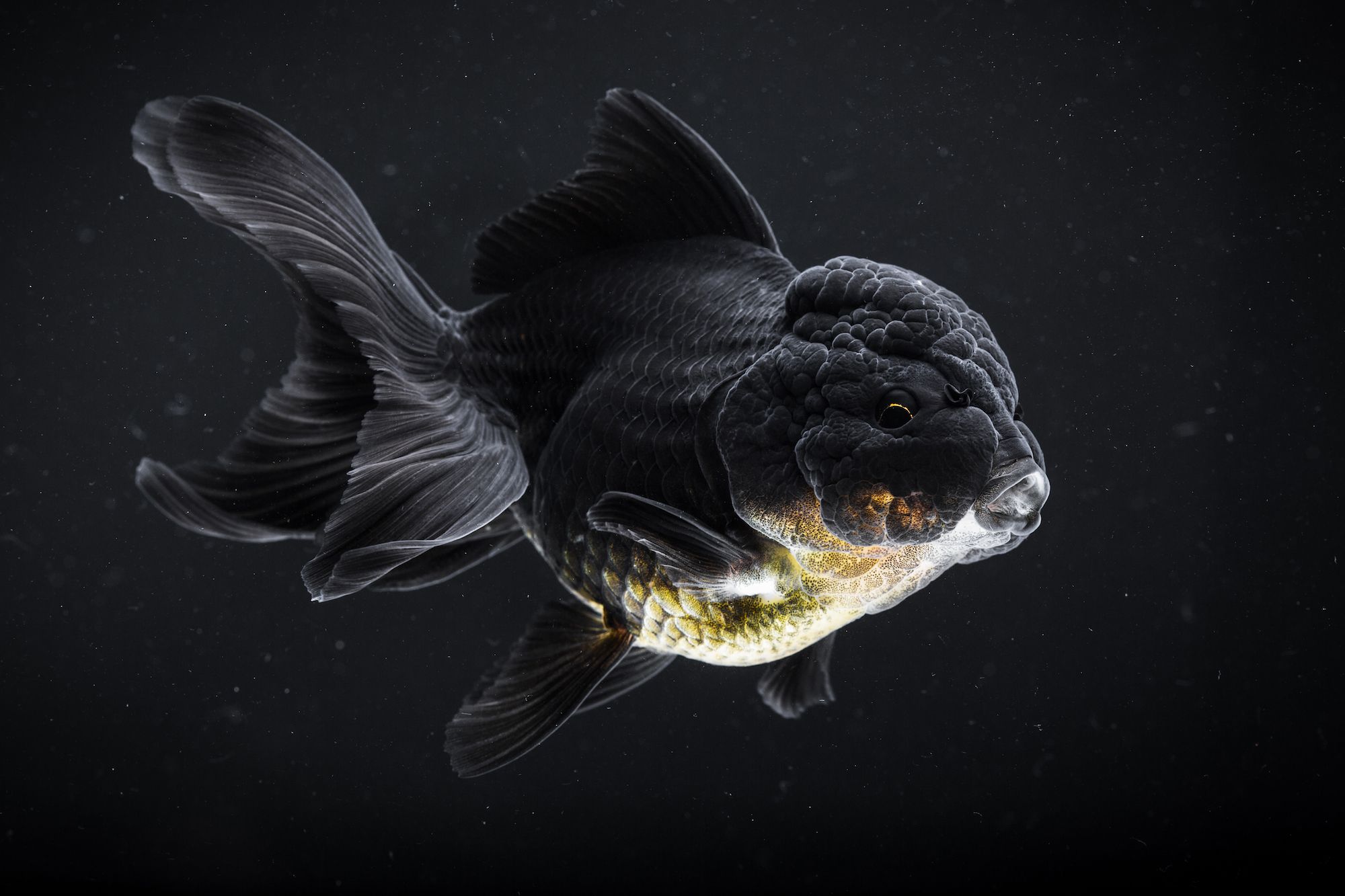Rare fish in the deep sea Rare fish in the deep sea