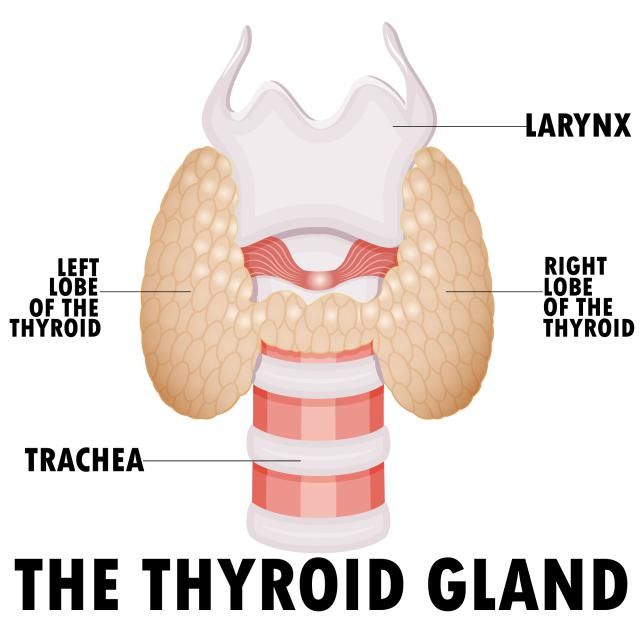 Foods Good For Thyroid Disorder Foods Good For Thyroid Disorder