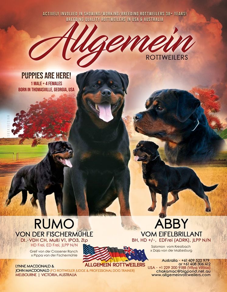 Allgemein Rottweilers Lynne Macdonald John A Mac Donald Fci