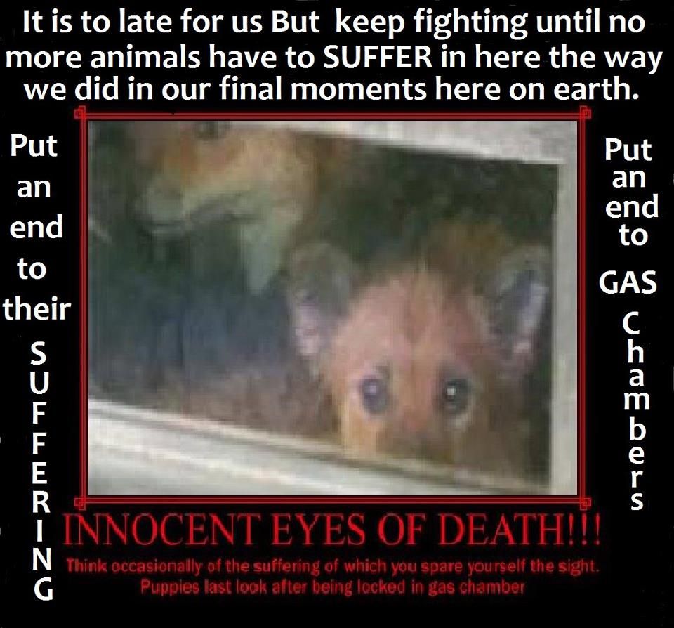 sometimes they are stuffed in like sardines its highly disgusting ban animal gas chamber flyer