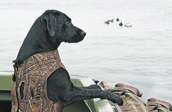 Teach Your Dog How To Behave In A Boat This Looks Like Bandit