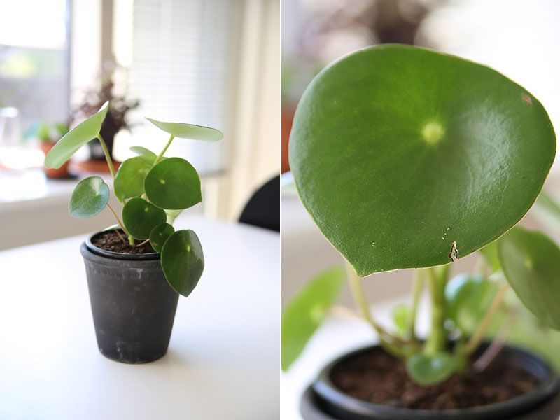Peperomia polybotrya, eller raindrop, er en pilea lignende ... Stor stueplante