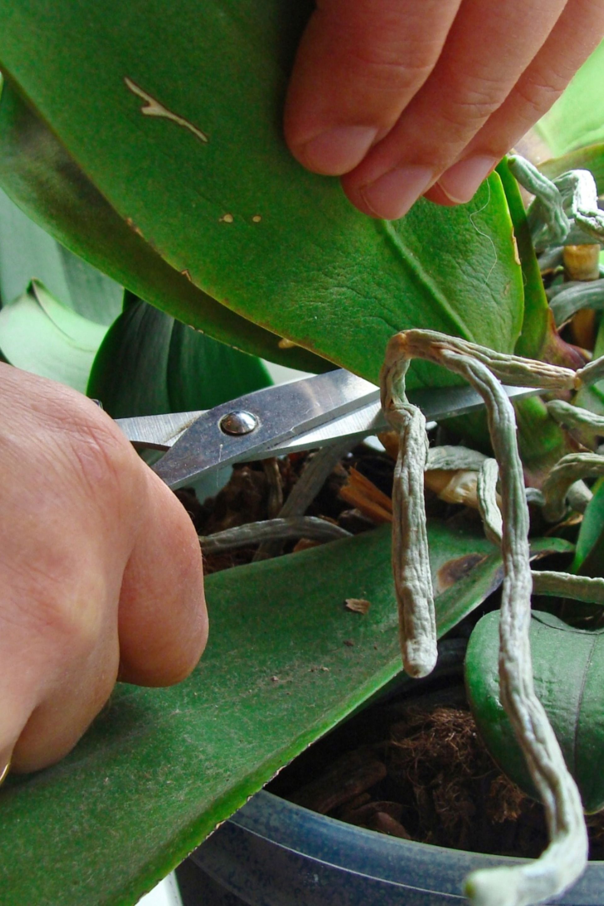 Careful pruning can make the difference between prize blooms and bloom-less stalks year after year. Learning how to prune an orchid is a process not unlike the orchid itself: orchid pruning is subtle, strategic, and sublime when done right. Phalaenopsis Orchid Care, Orchid Plant Care, Orchid Plants, Indoor Orchid Care, Indoor Orchids, Orchids Garden, Garden Plants, Potted Plants, Pruning Orchids