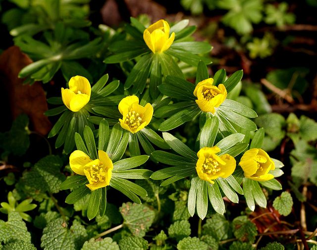Wolfsbane Winter