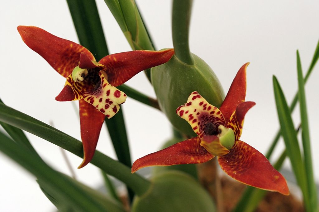 Maxillaria tenuifolia care