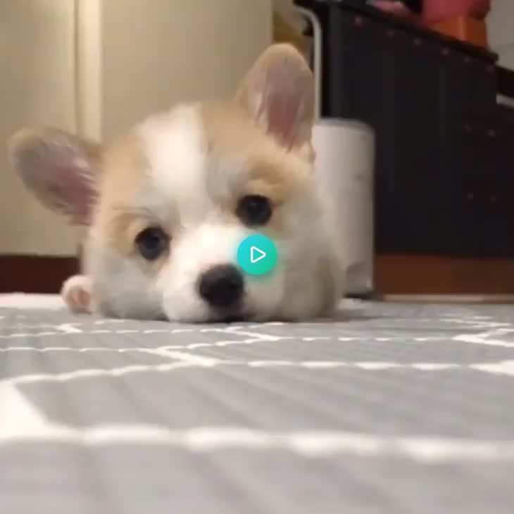 Very Smol And Very Very Cute Verycutedogs Dogs And Puppies