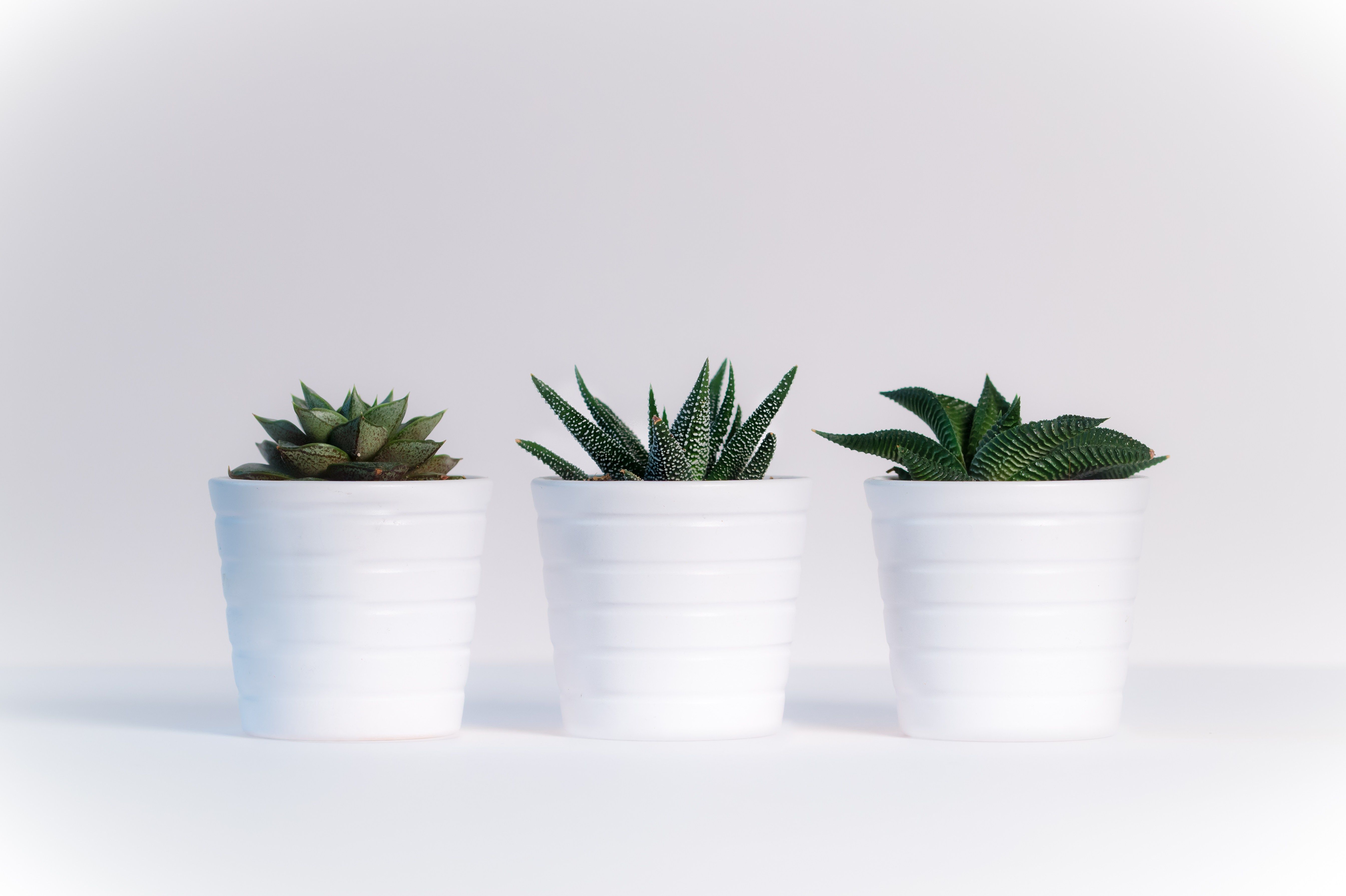 Houseplants Add Color, Life And Are Natural Air Purifiers For Houseplants Add Color, Life And Are Natural Air Purifiers For