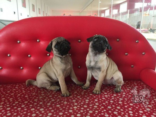 Satilik Pug Mops Yavrulari Club K9 Kopek Ciftligi Ve Binicilik Merkezi Pug Kopek Binicilik