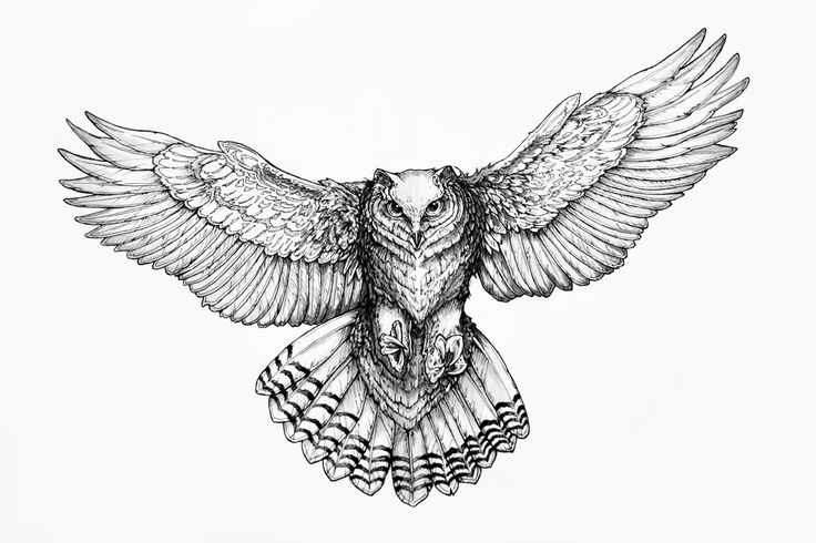 owl drawing Google Search room decor Pinterest