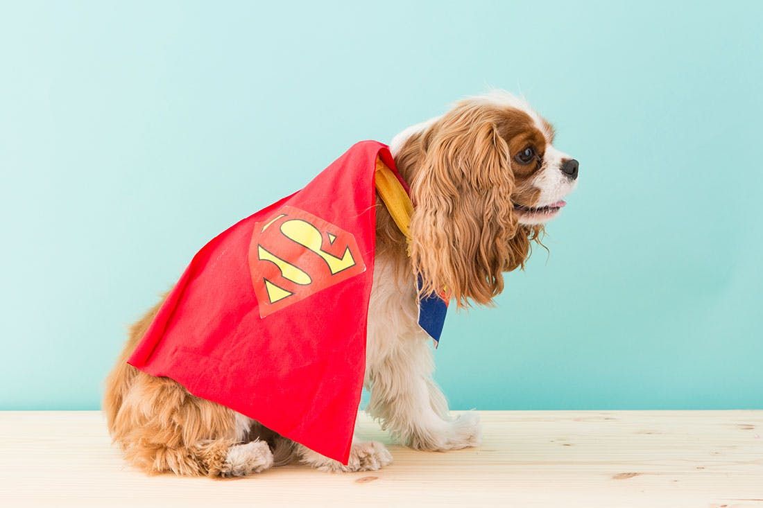 How to DIY a Superman Dog Costume for Halloween Dog halloween